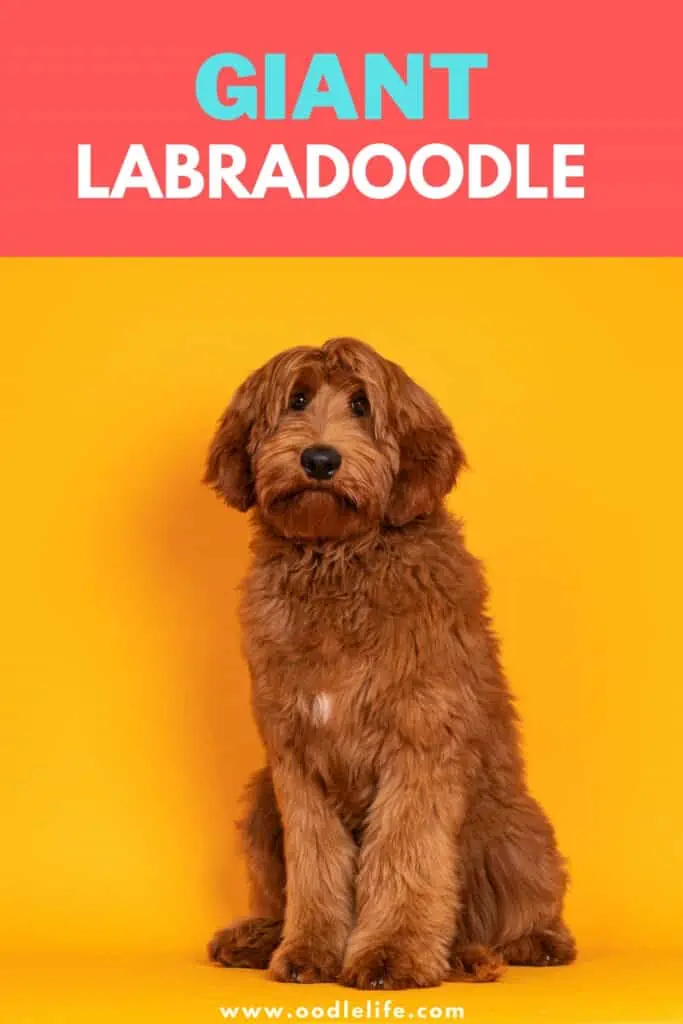 giant Labradoodle