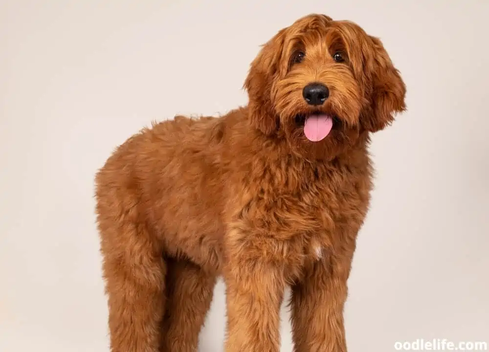 giant Labradoodle