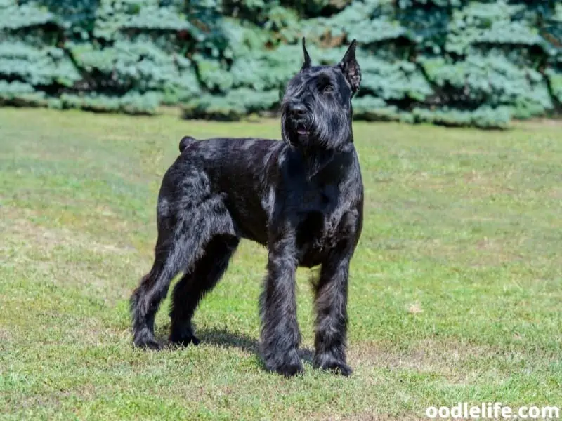 Giant Schnauzer standing