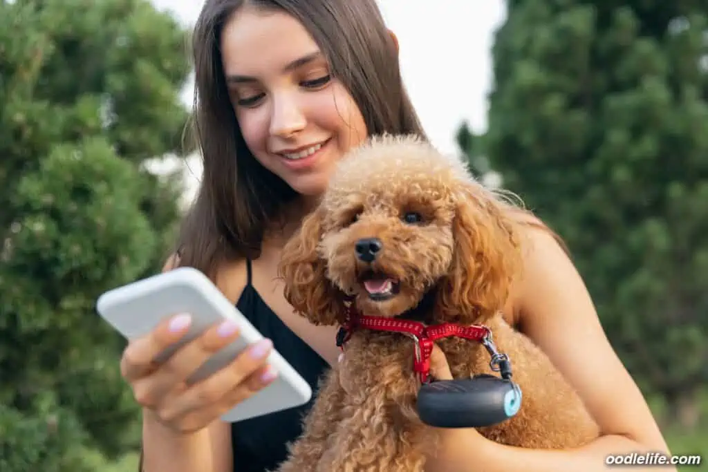 toy poodle in the park