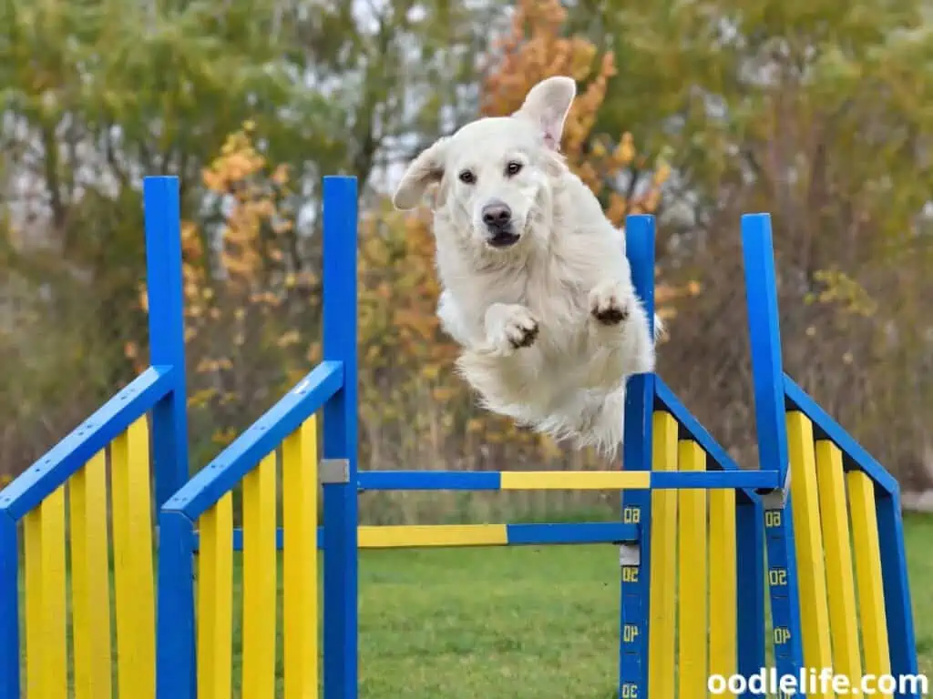 Golden Retriever jumps over a fence