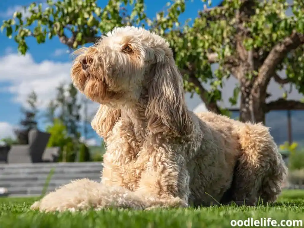 Goldendoodle at the park