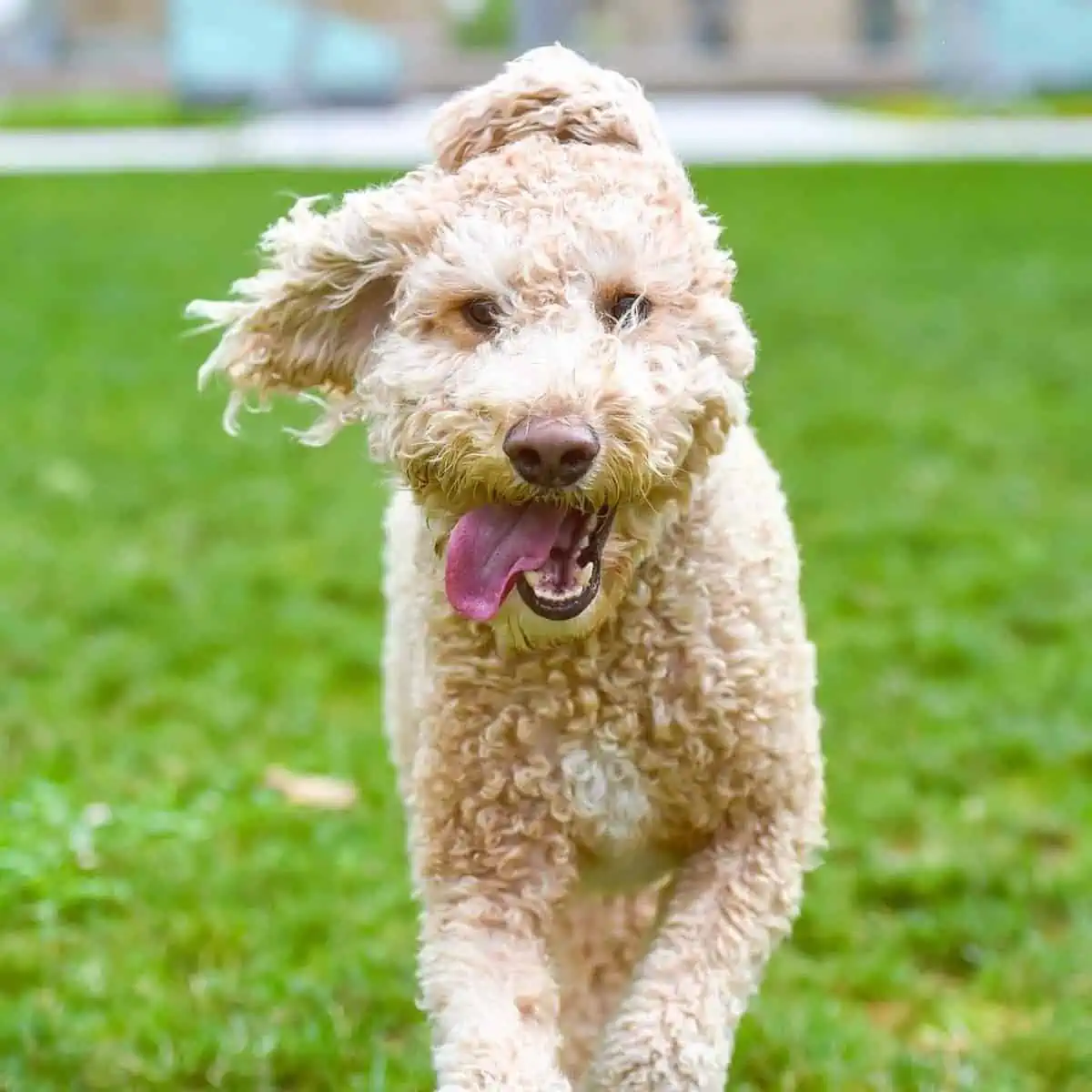 good weather for Goldendoodle