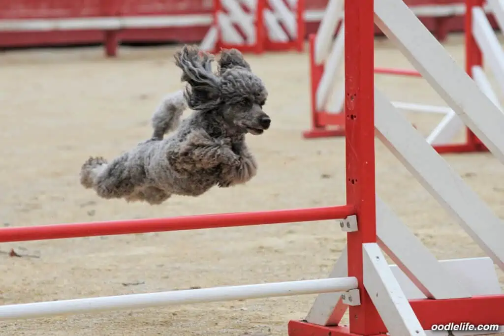 gray poodle jumping in obstacle course