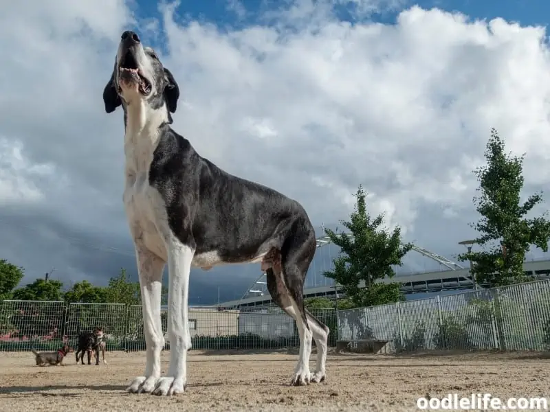 great dane barking