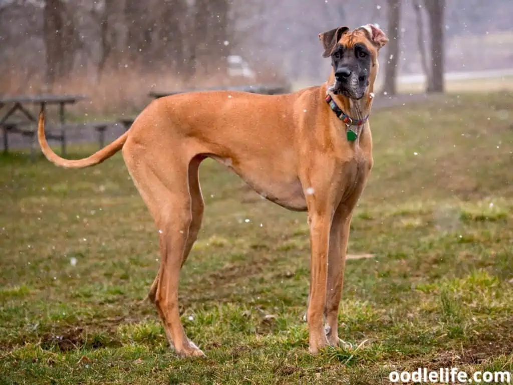 great dane standing in snowfall