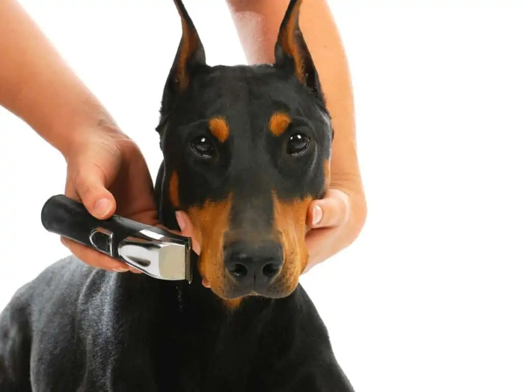 grooming Doberman