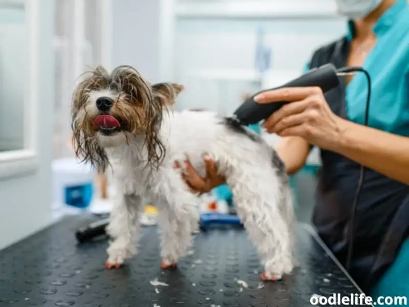 grooming little dog