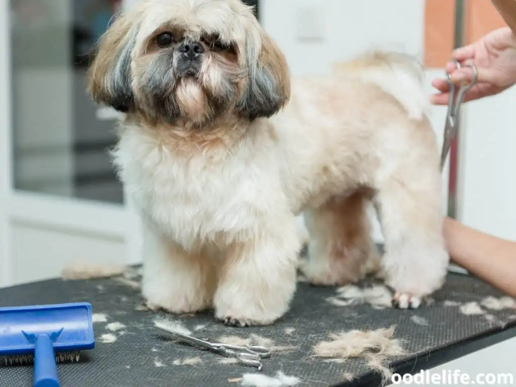 grooming Shih Tzu