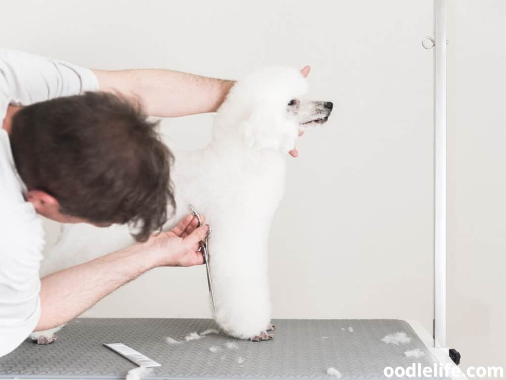 grooming white beautiful poodle