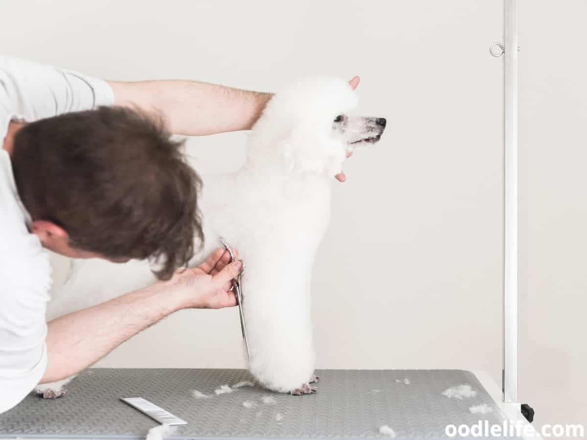 The Ultimate Poodle Teddy Bear Cut Guide (Photos And Instructions ... - Trimming Poodle Mix Dogs