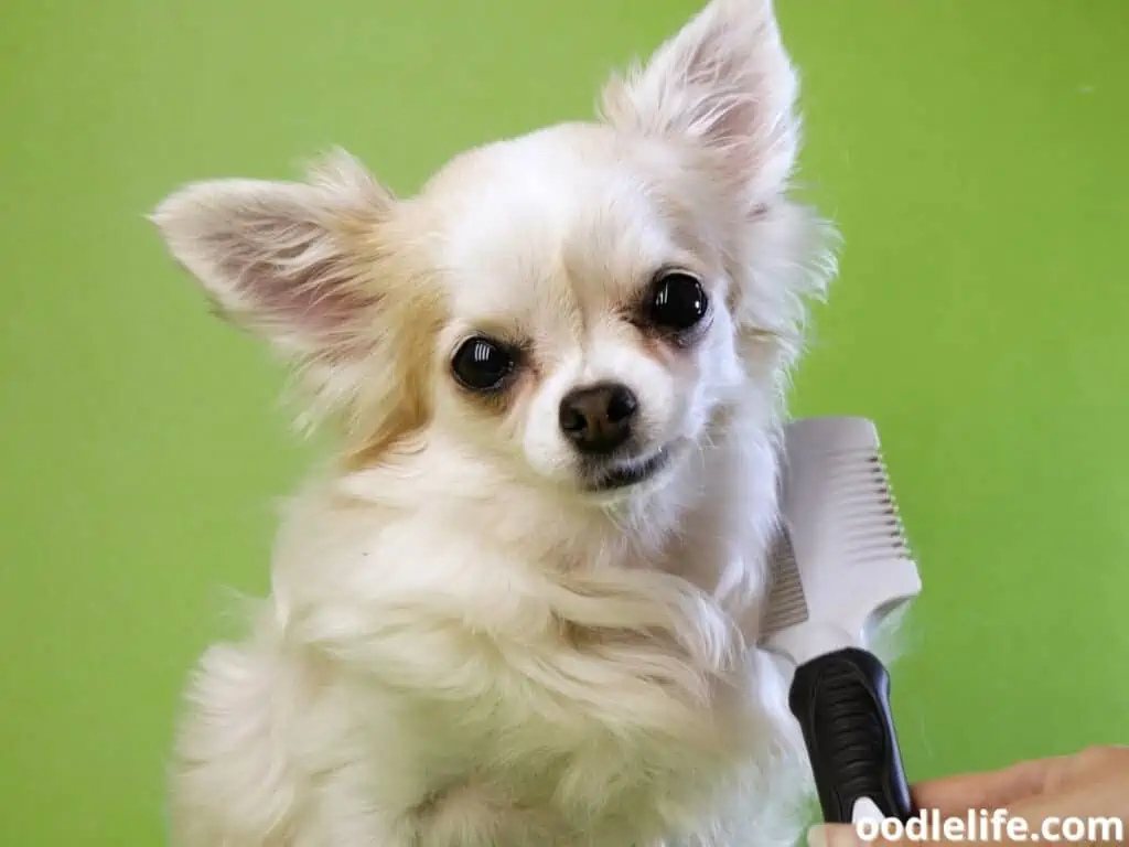 hand brushing chihuahua