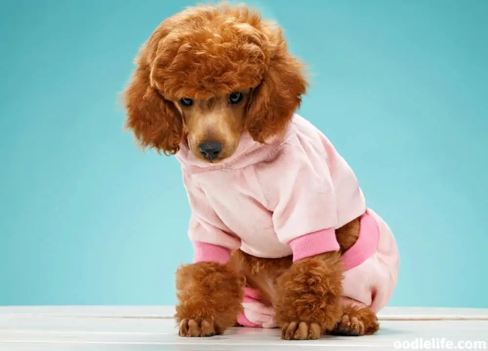 hipster girl dog names