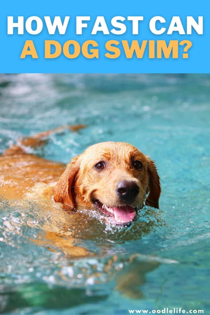 how fast can a dog swim