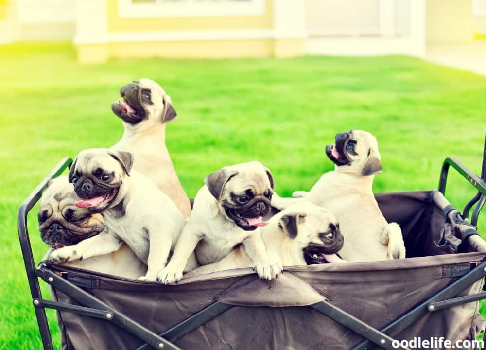 how long do Pugs live