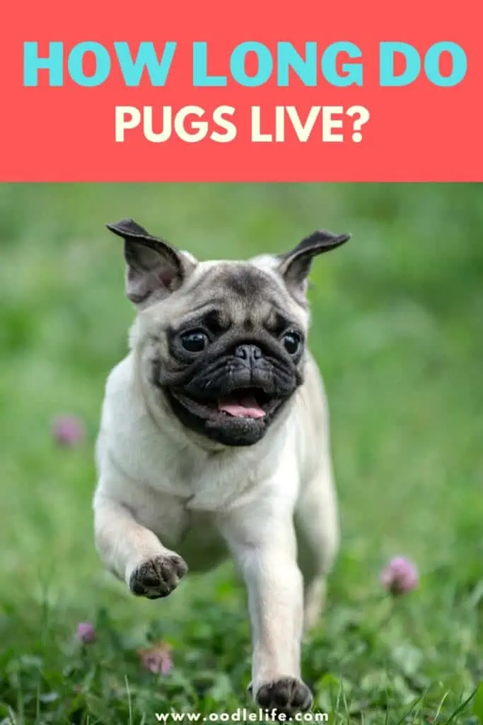 how long do Pugs live