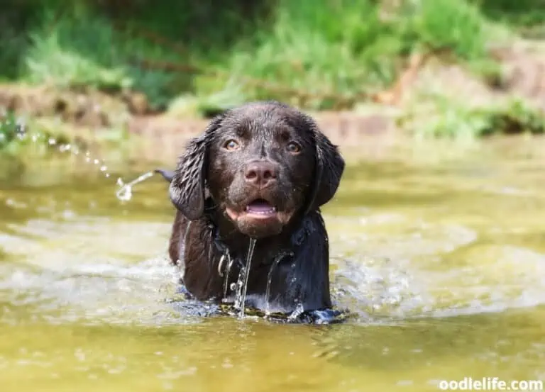 How Old Should Puppies Be Before They Go Swimming?