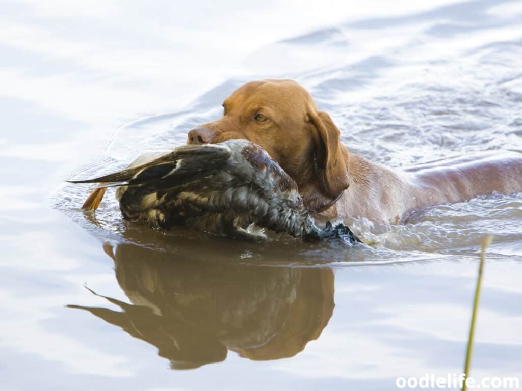 11 Best Breeds Of Duck Hunting Dogs (with Photos) Oodle Life