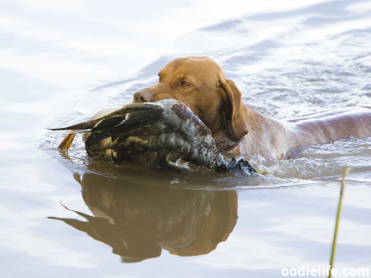 11 Best Breeds Of Duck Hunting Dogs (with Photos) Oodle Life