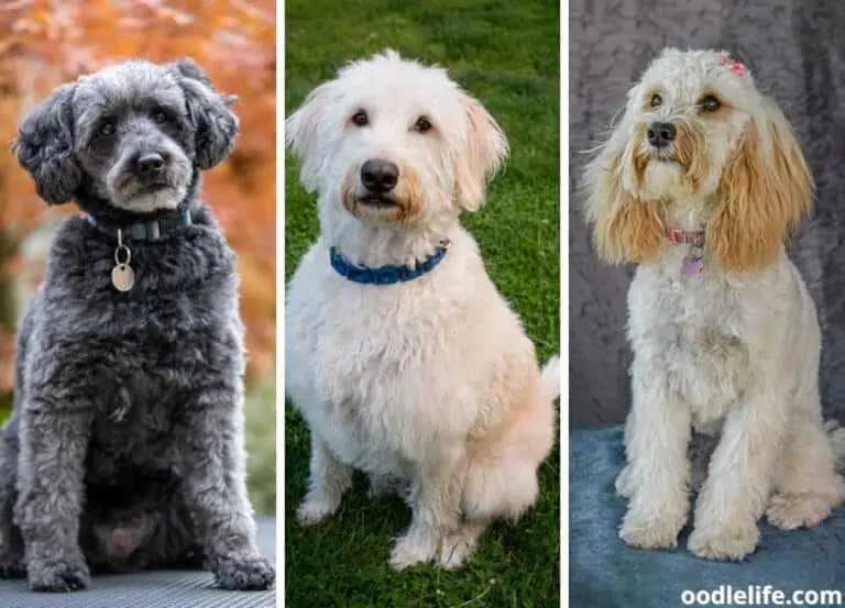 11 Hypoallergenic Poodle Mixes (NO Smell NO Shed) + Photos