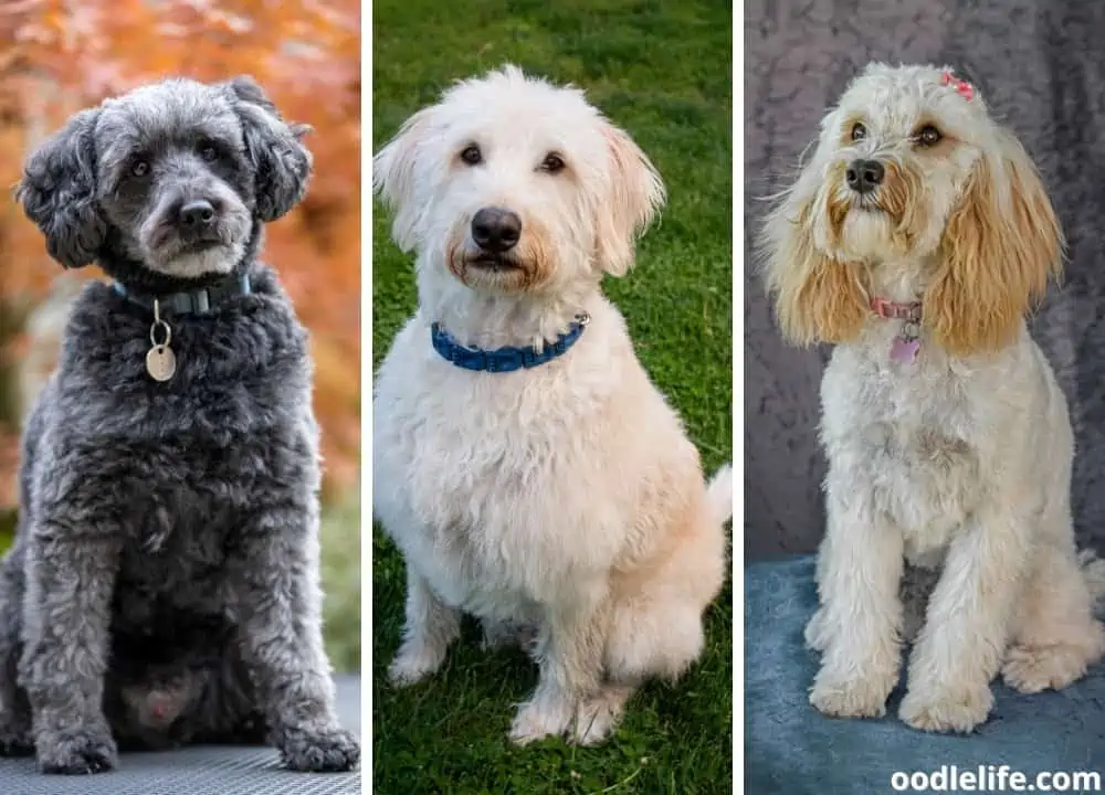 hypoallergenic Poodle mixes