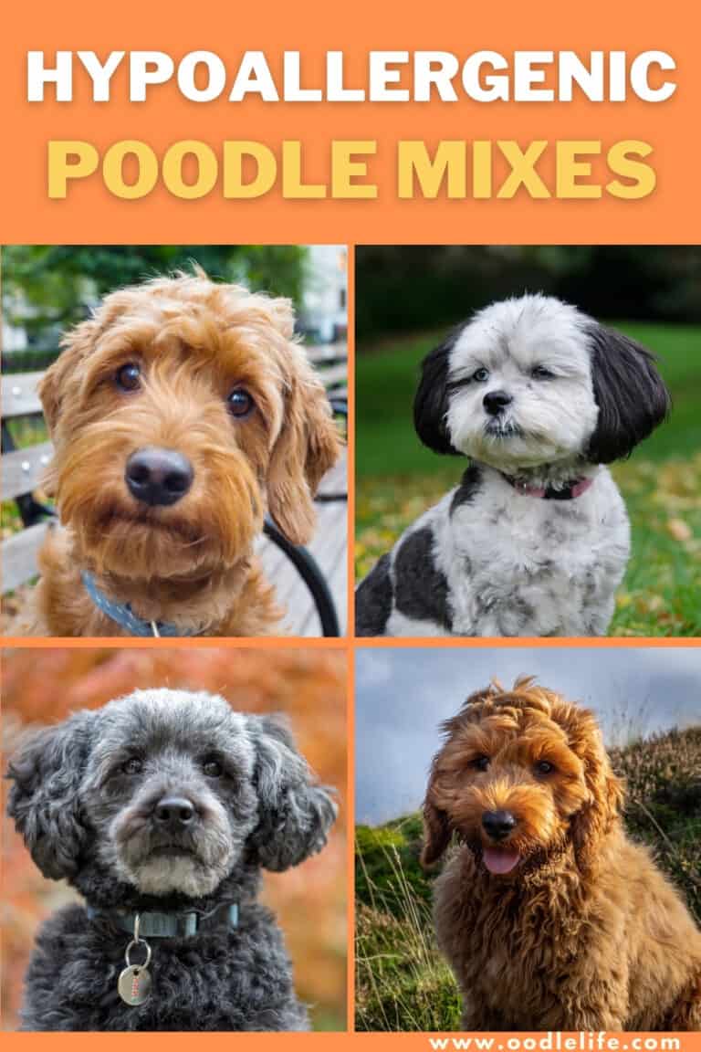 11 Hypoallergenic Poodle Mixes (NO Smell NO Shed) + Photos Oodle Life