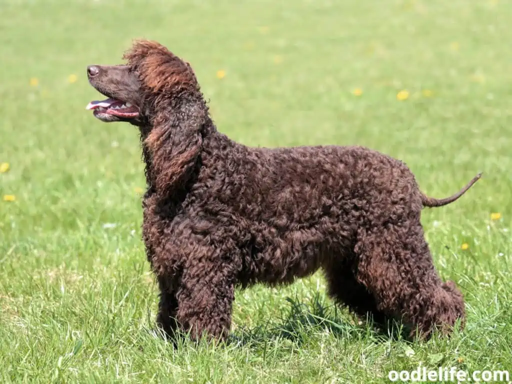 Irish Water Spaniel standing in the grass