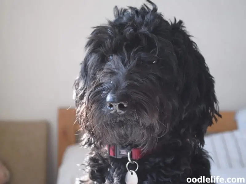 Labradoodle chilling indoor