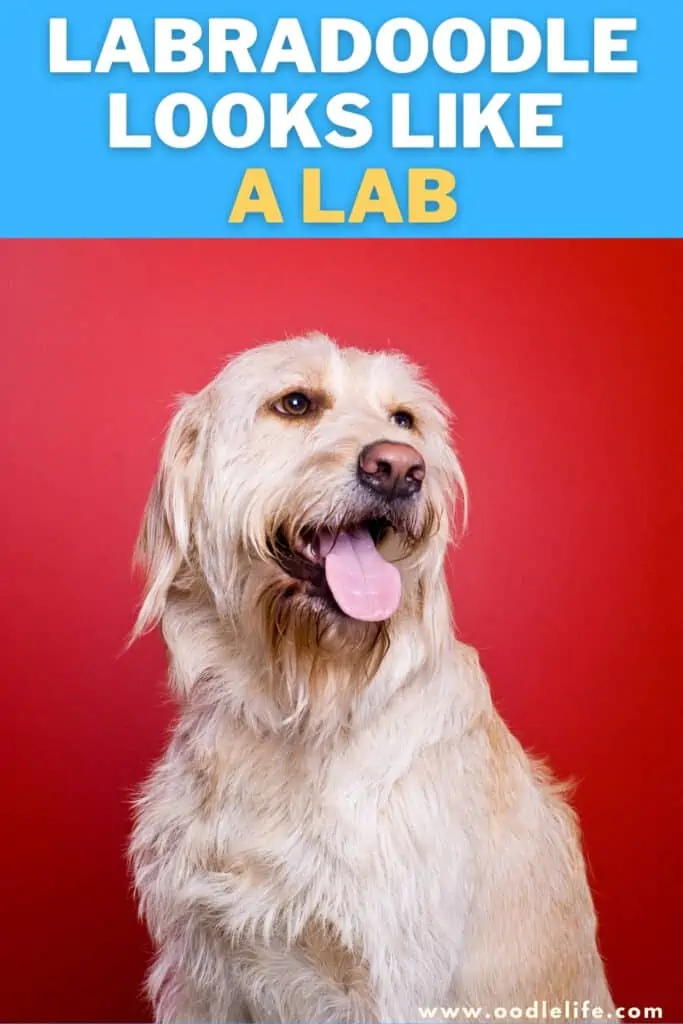 Labradoodle looks like a Lab