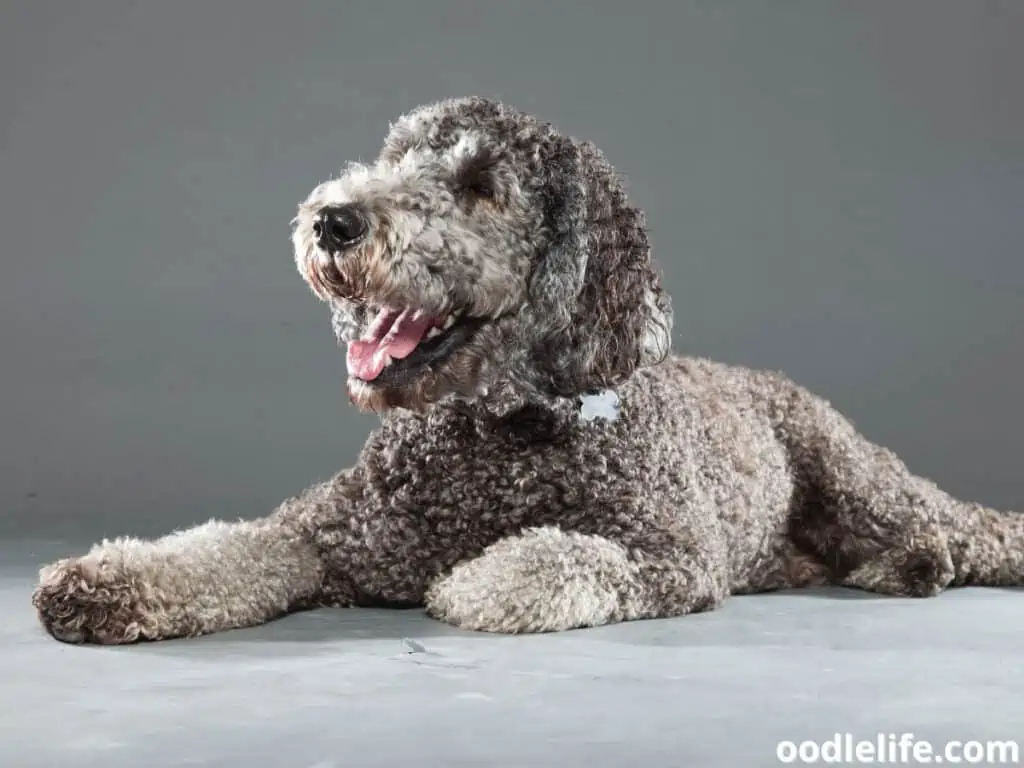 Labradoodle sitting indoor