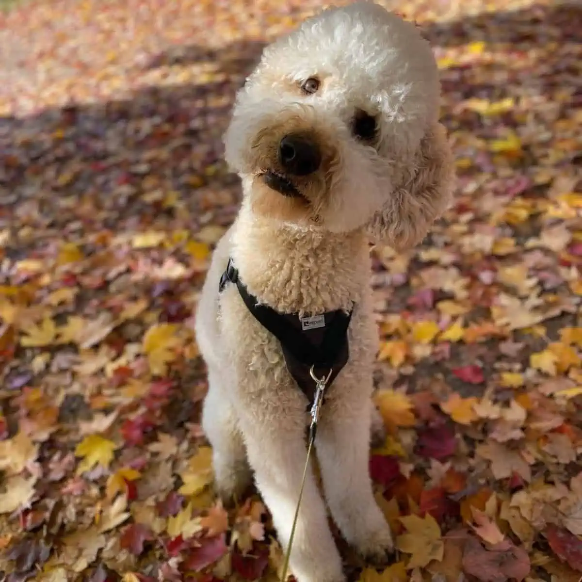 Labradoodle stands on leaves