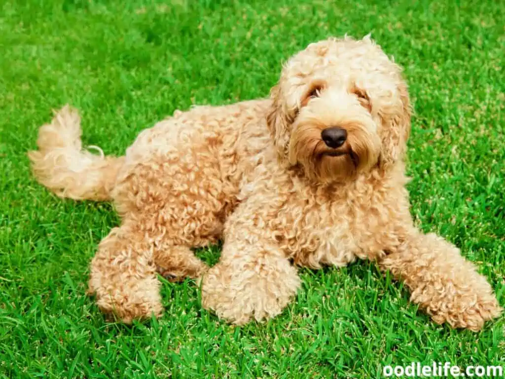 Labradoodle with curly coat
