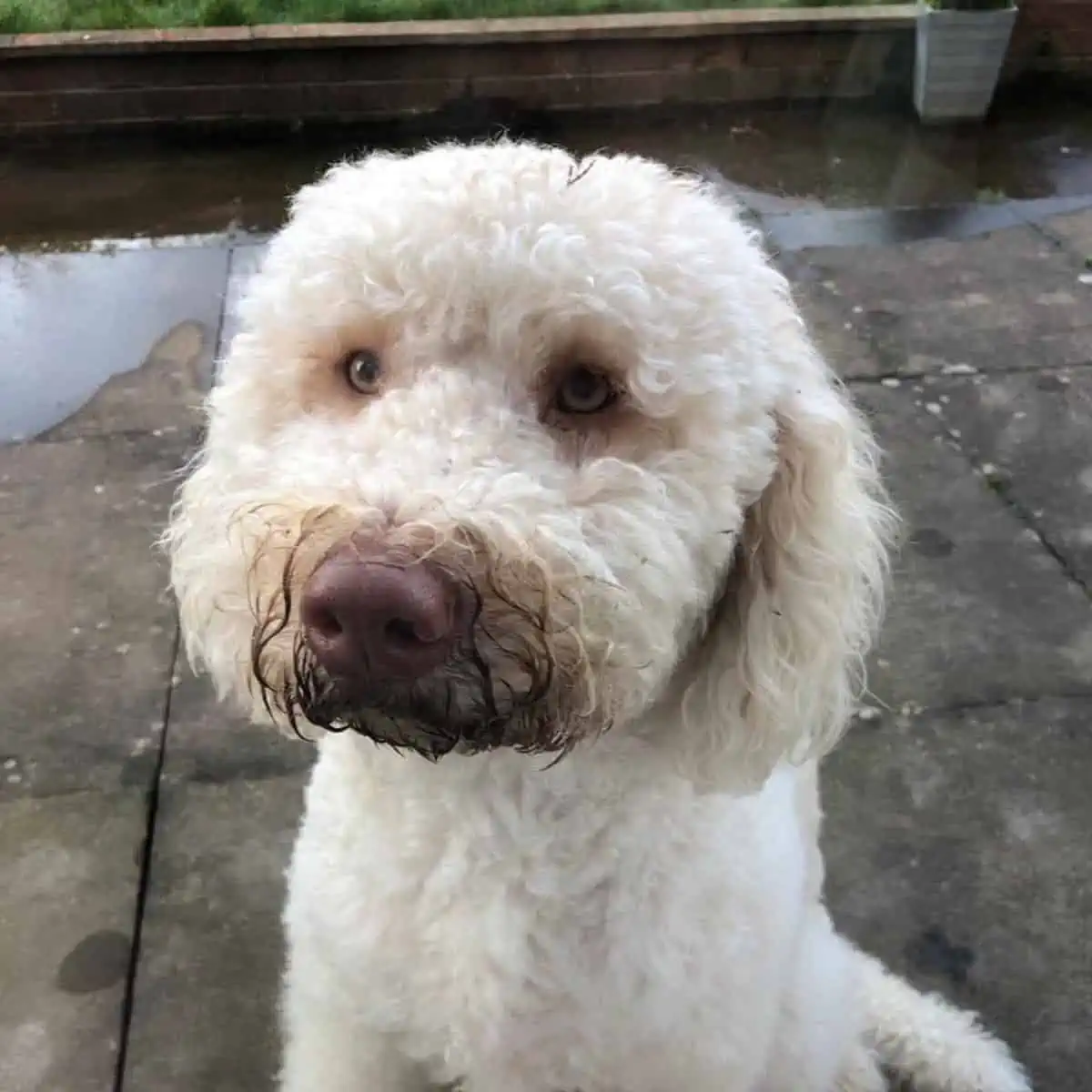 Labradoodle with dirty snout