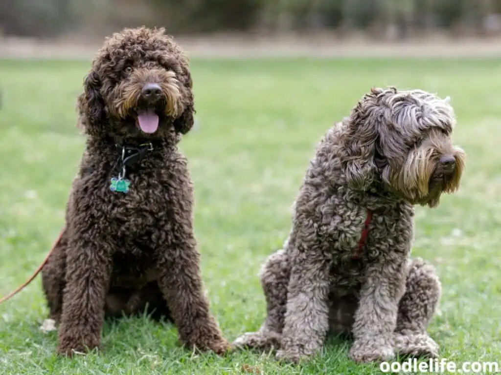 Labradoodles at the park
