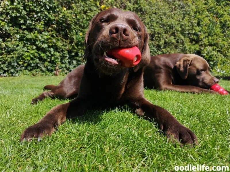 Labrador puppies play kong toys