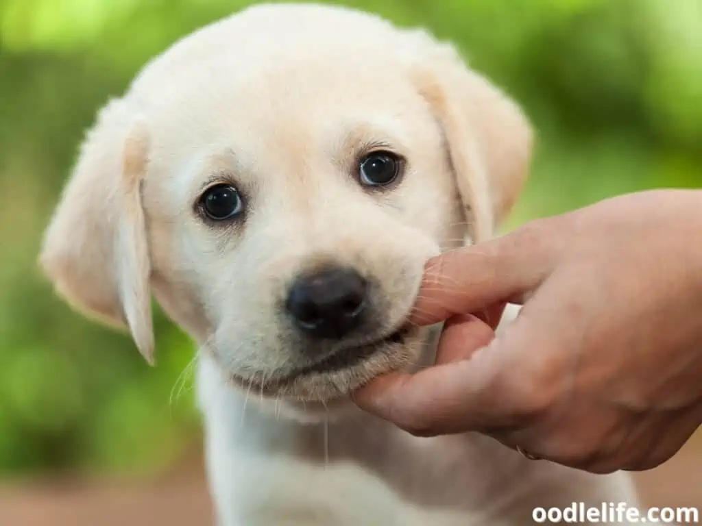 Labrador puppy biting
