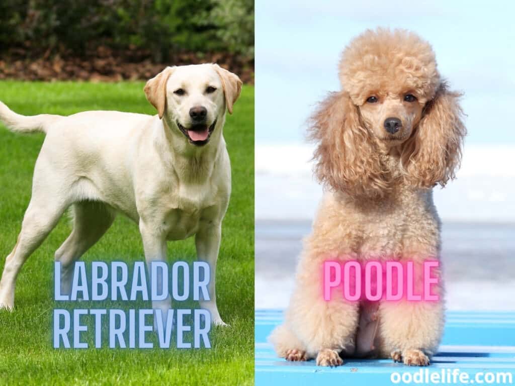 Labrador Retriever and Poodle outdoors