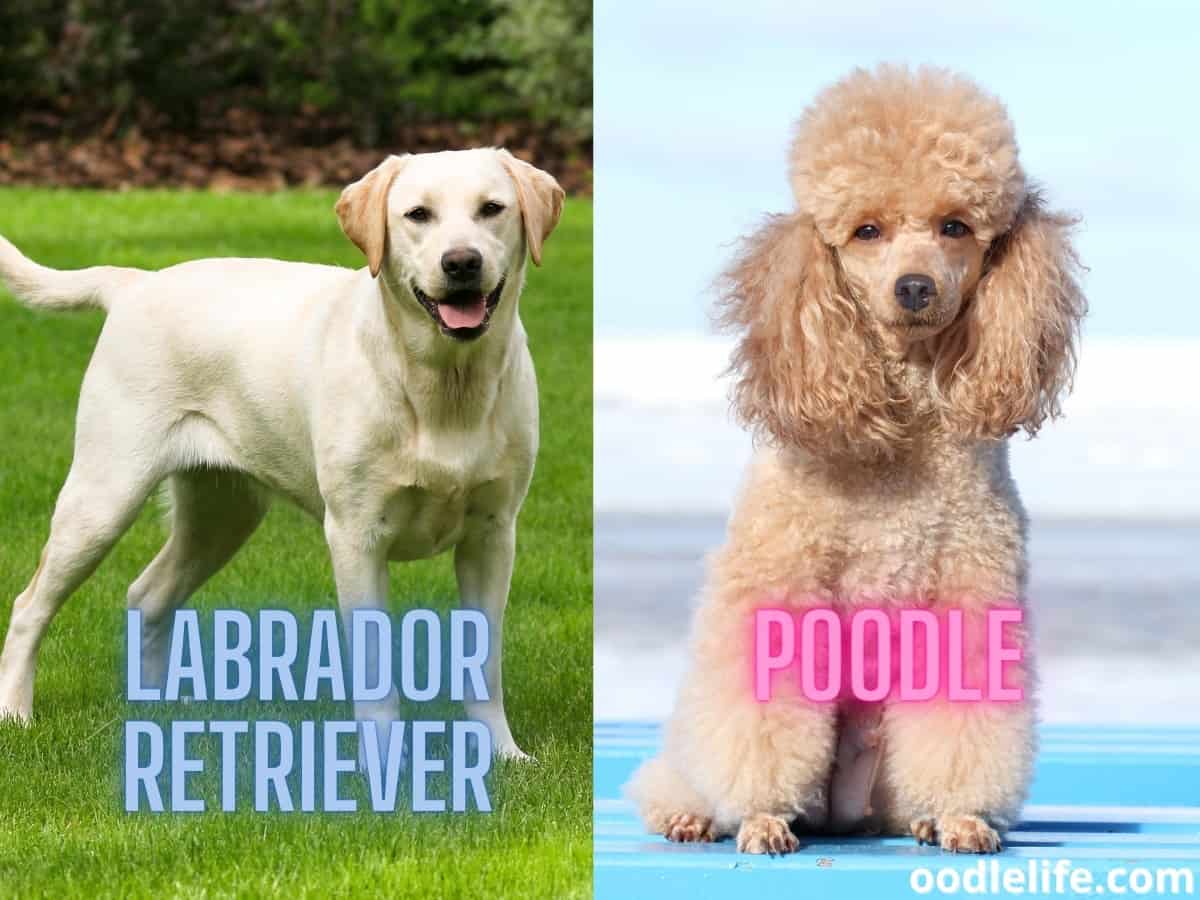 My Labradoodle Looks Like A Lab (Help! Advice) Oodle Life