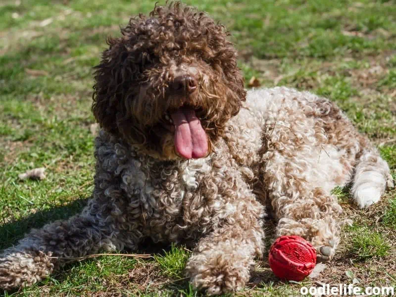 lagotto romagnolo sits