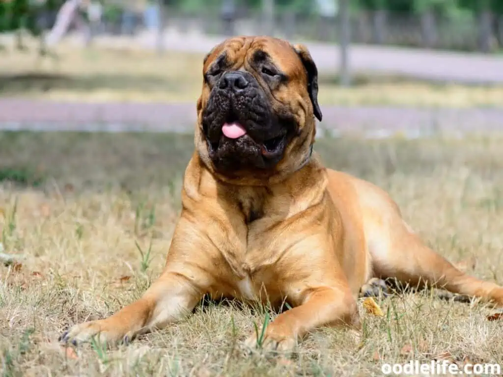 large Bullmastiff