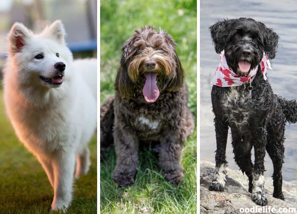 what are the different types of hypoallergenic dogs