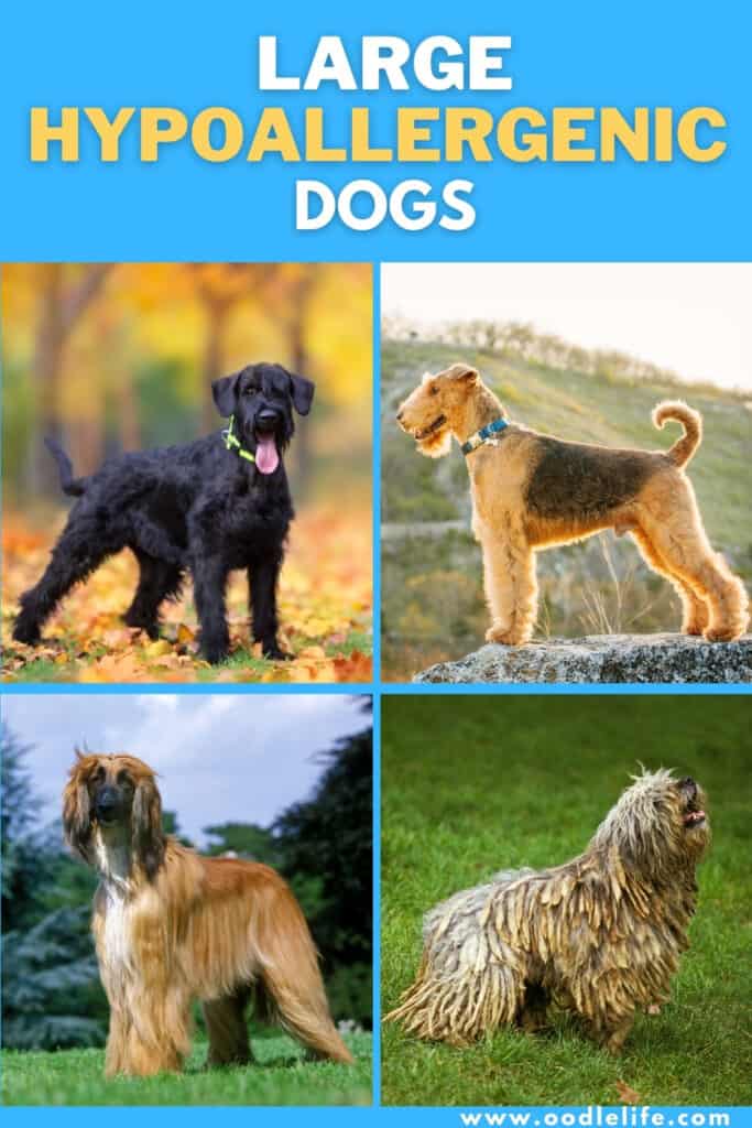 what are the different types of hypoallergenic dogs