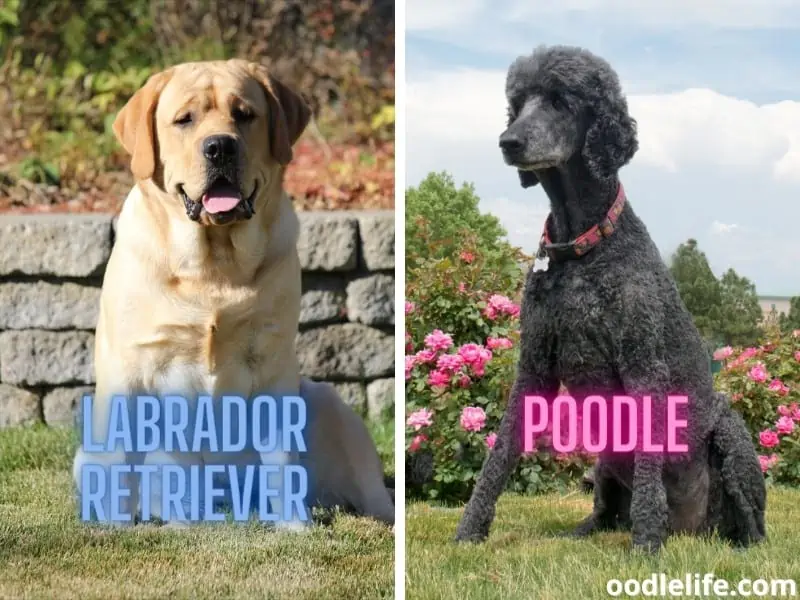 large Poodle and Labrador Retriever