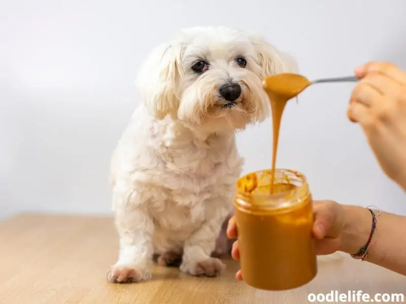 Maltese and a peanut butter