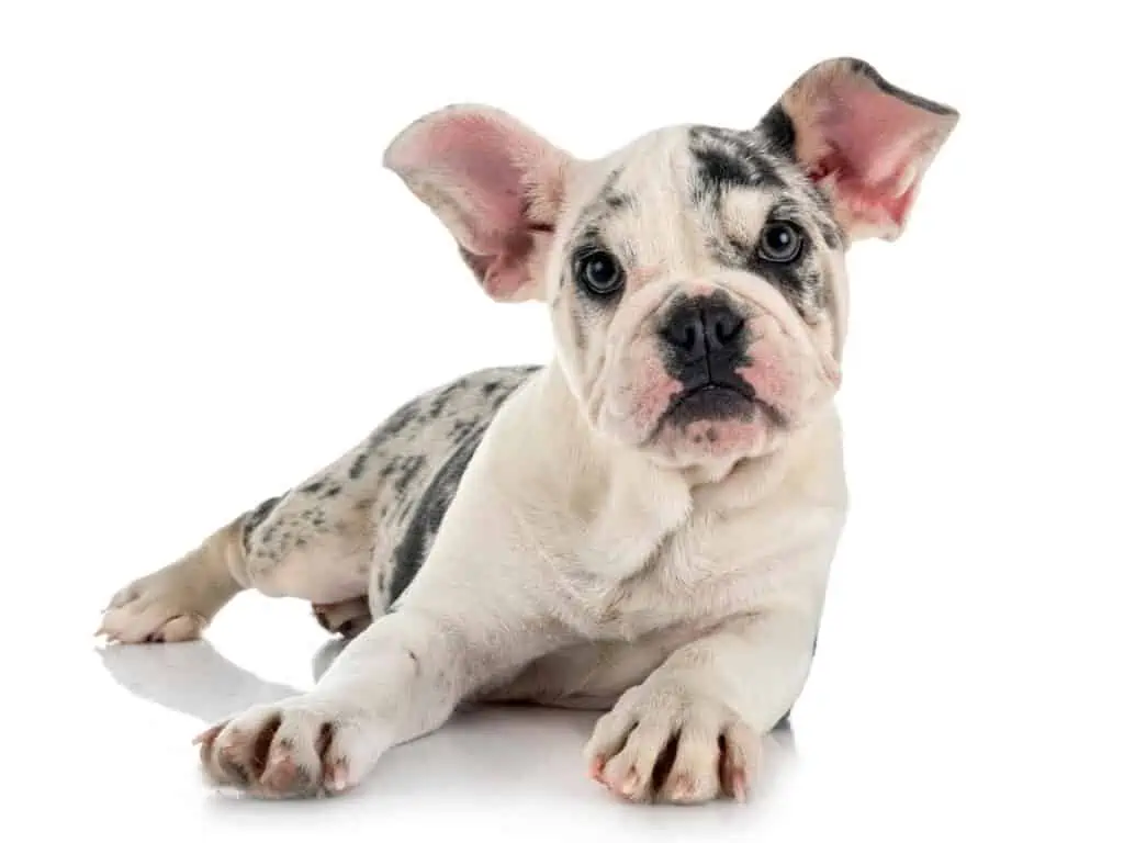 merle French Bulldog