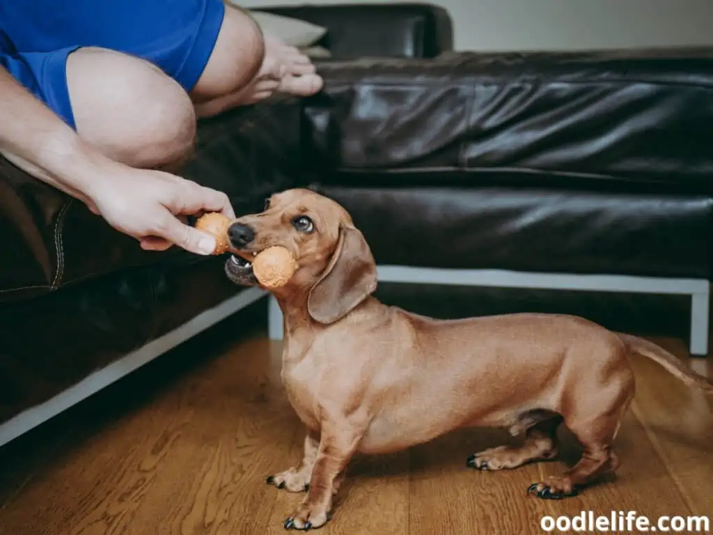 Miniature Dachshund bites a toy