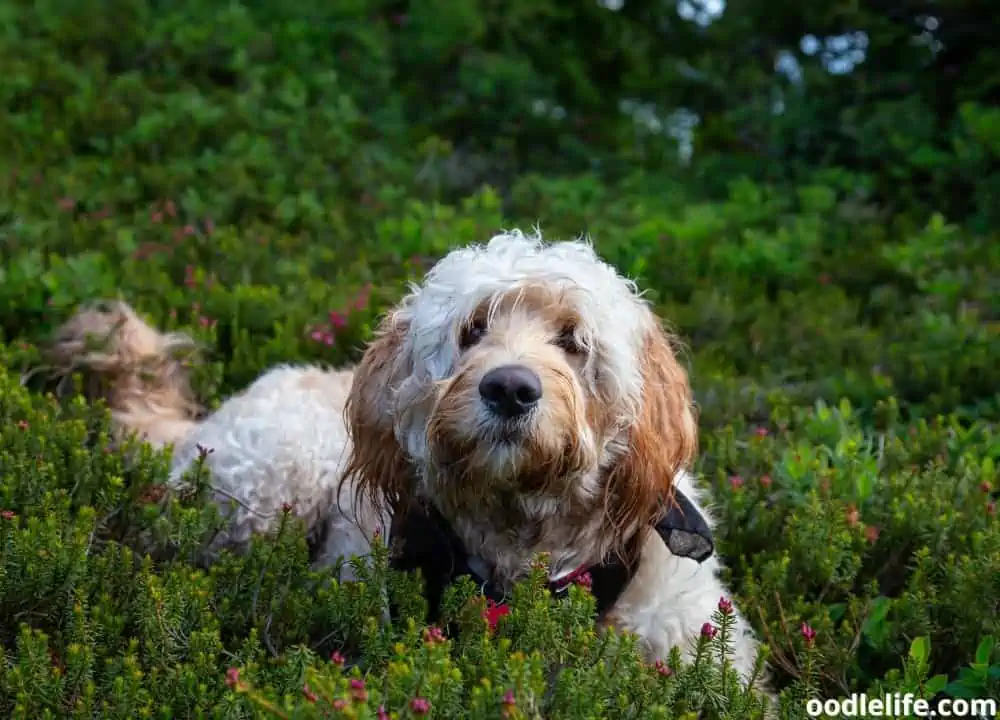 multigen Goldendoodle