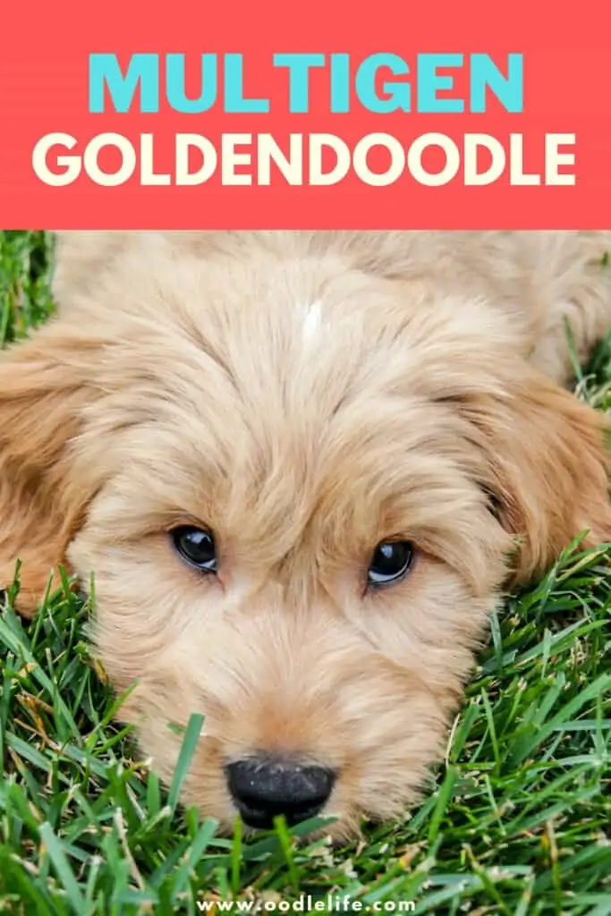multigen Goldendoodle
