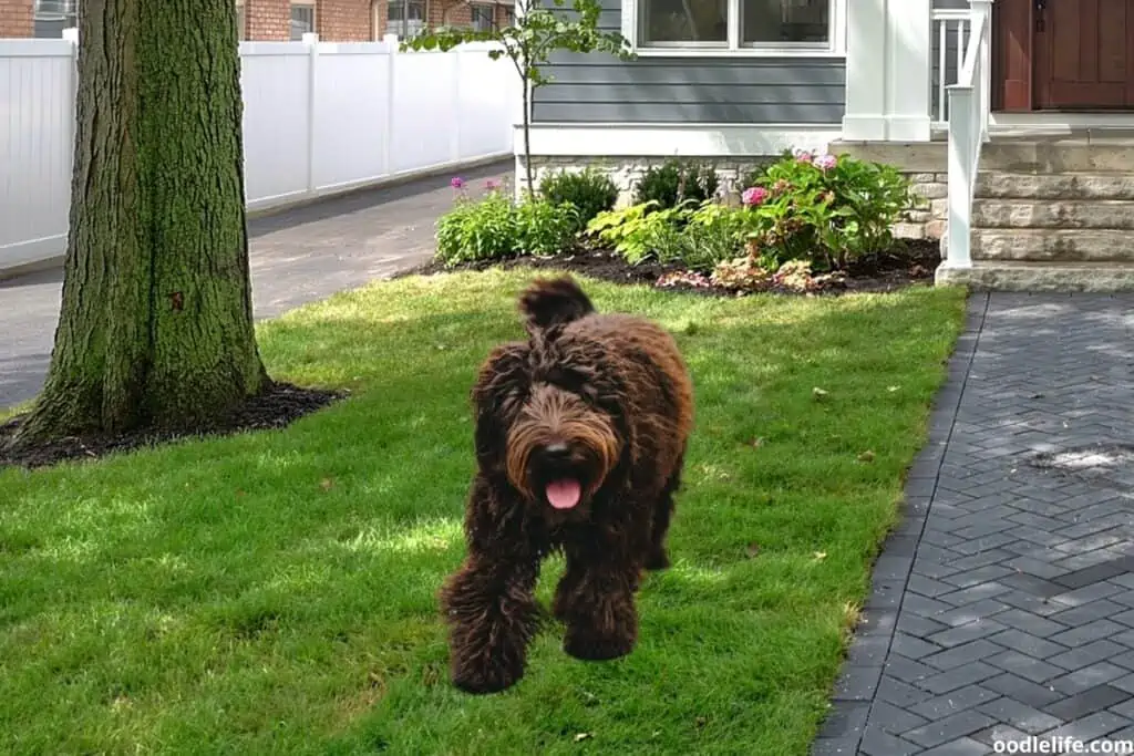 multigen goldendoodle