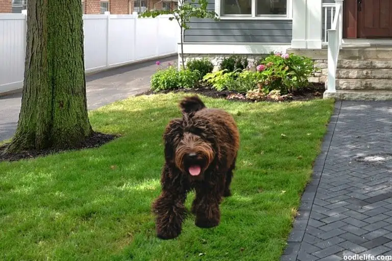 What Is a Multigen Goldendoodle? [with photos]